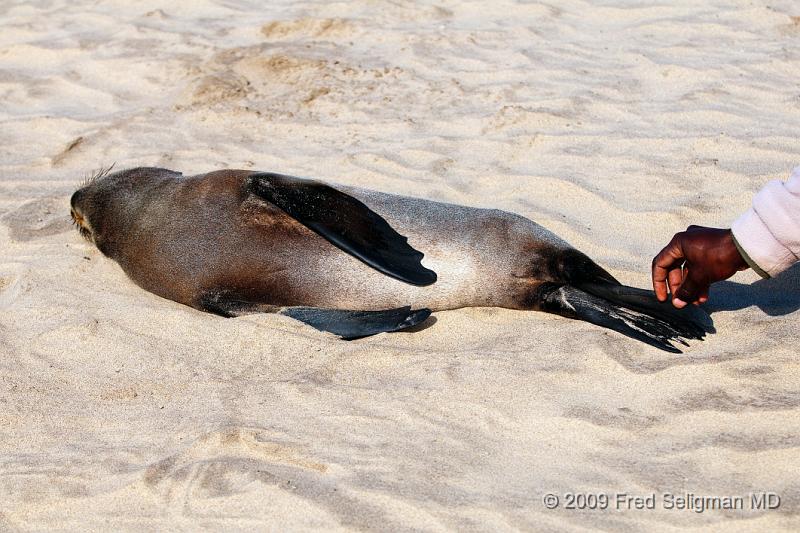 20090605_152150 D300 (1) X1.jpg - Seal asleep in the sand